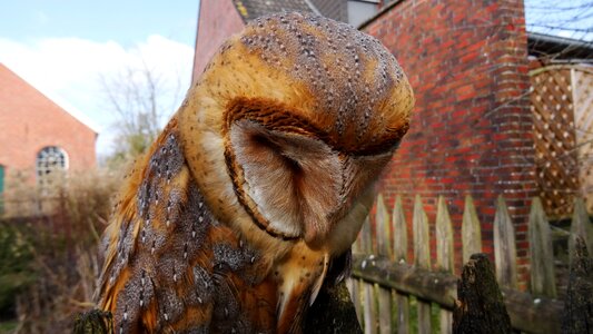 Animal world animals owl
