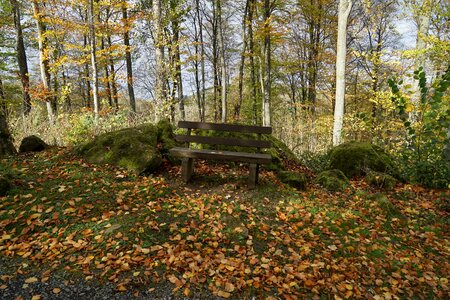 Leaf season park photo