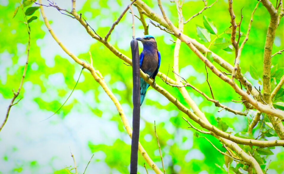Wildlife outdoors