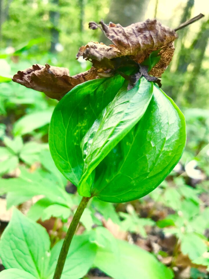 Plant environment growth