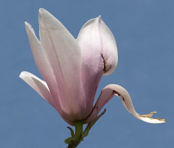 Tulip magnolia ornamental ornamental shrub