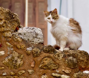 Cat the animal kingdom mammals