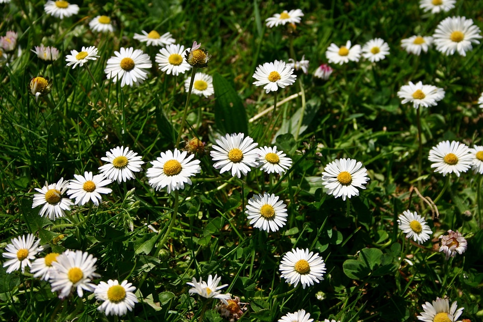 Wild flower spring nature