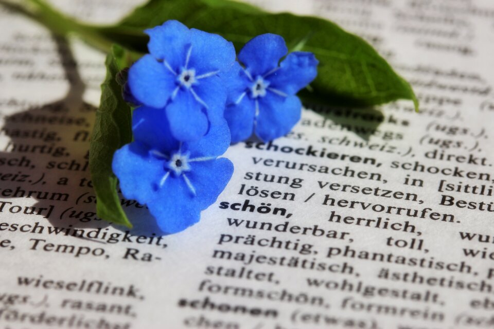 Flower forget me not blue