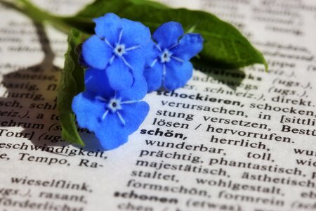 Flower forget me not blue