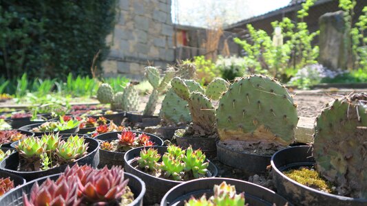 Cactus garden sun