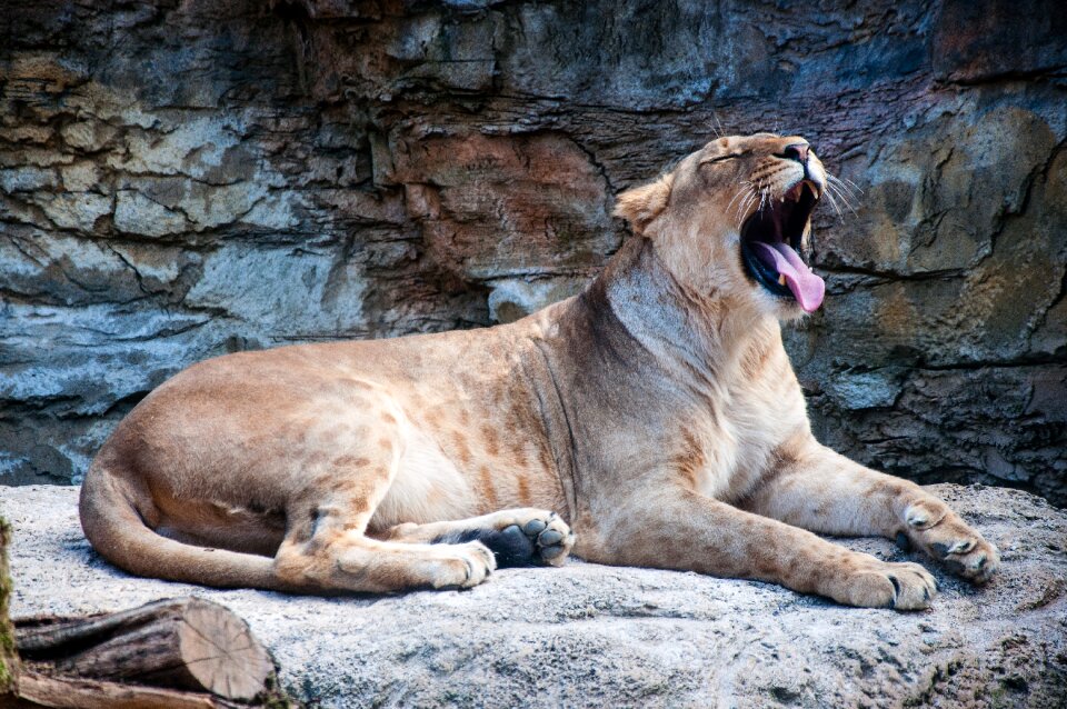 Animal world mammal wild