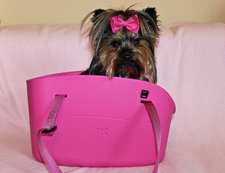 Dog beauty pink