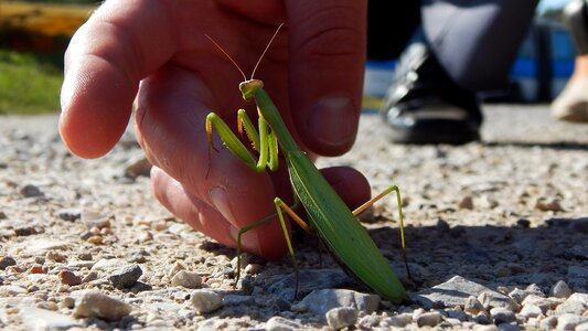 Animal praying mantis friendship