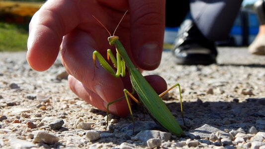 Animal praying mantis friendship photo