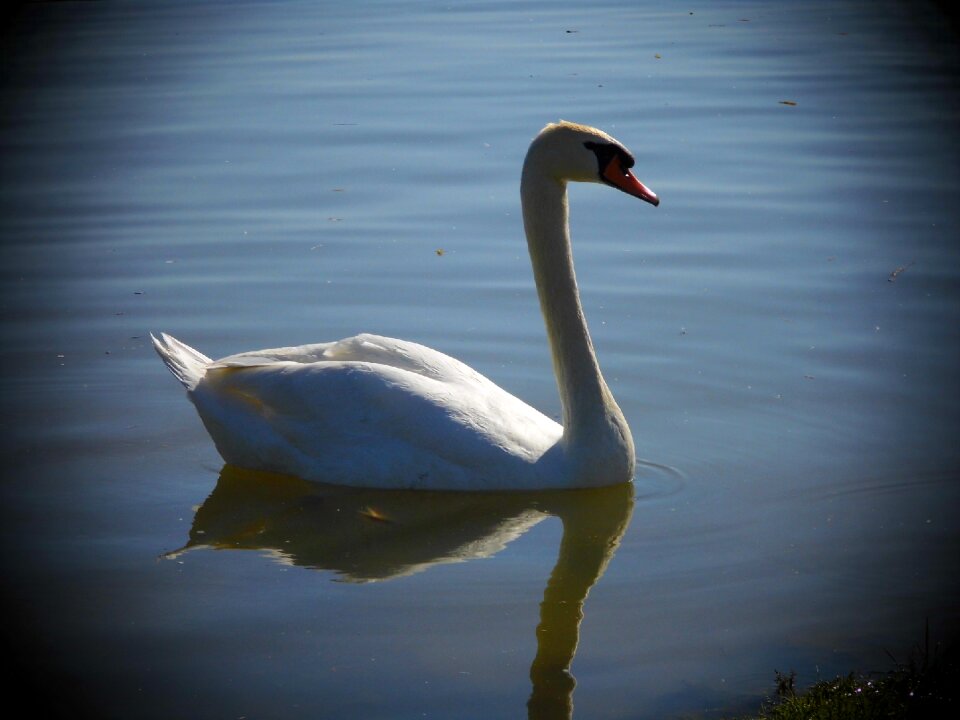 Swan aqueous bird