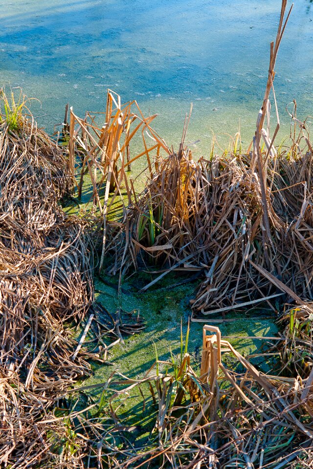 Nature plant landscape