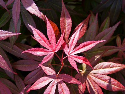 Leaf red leaf plant