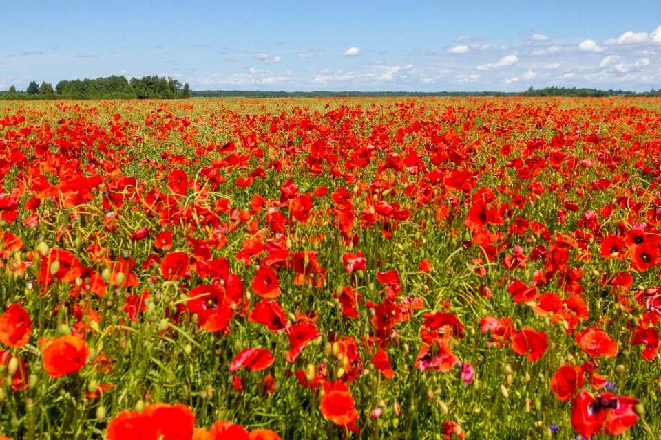 Nature hayfield flora
