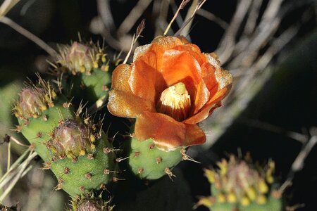 Thorny flower granadilla de abona