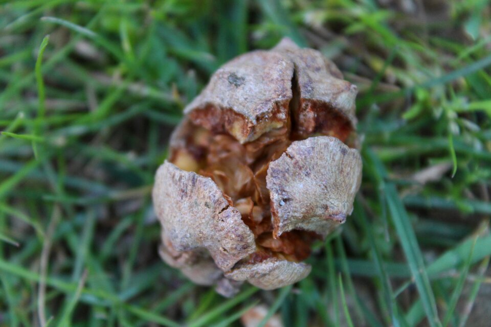 Plant mushrooms grass