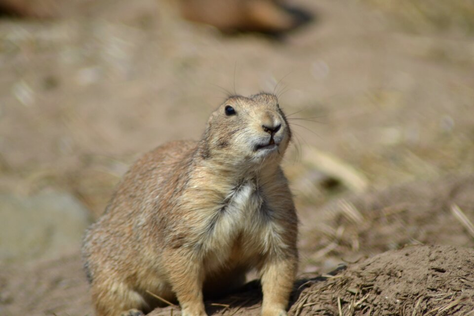 Mammal small outdoor