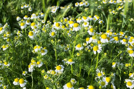 Nature field summer