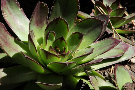 Leaf flower succulent