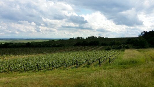 Vineyards summer landscape photo