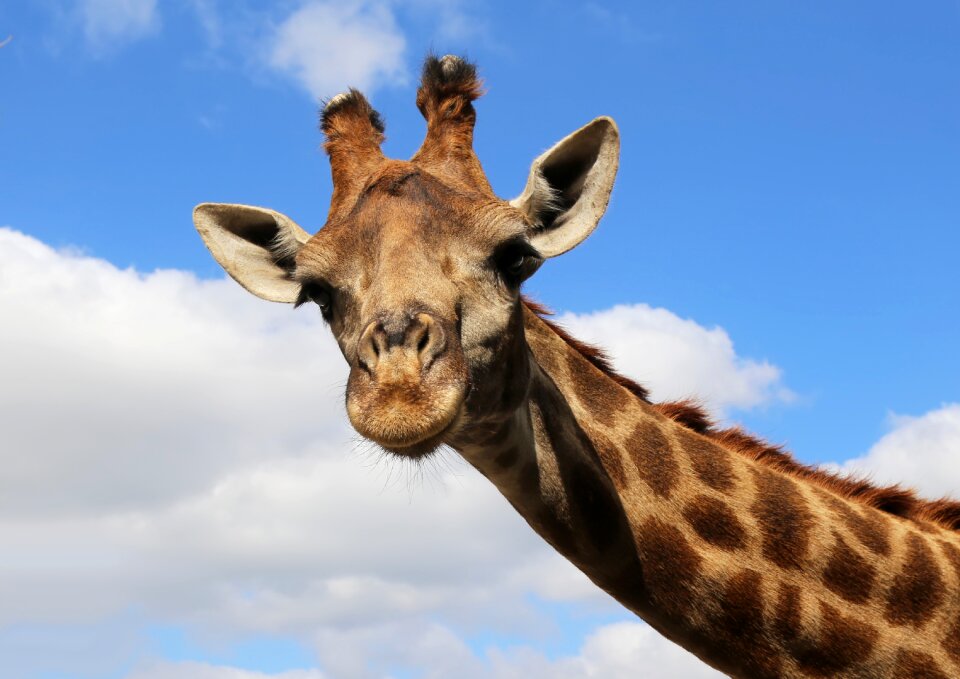 Giraffe sky Free photos