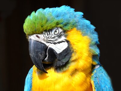 Feather animal macaw