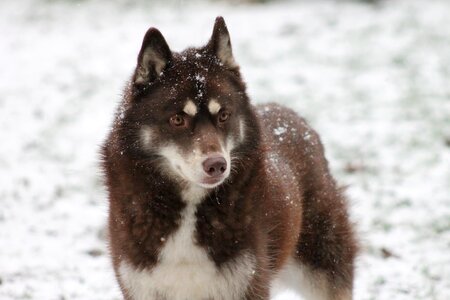 Mammal animal world husky