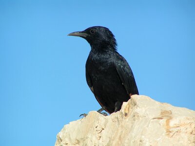 Nature bird wild world