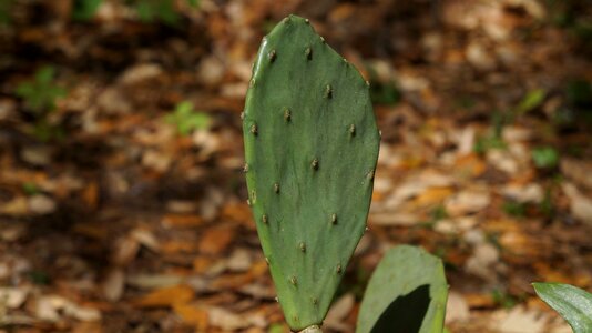 Leaf outdoors growth