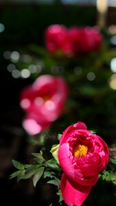 Red flowers in the early summer gardening