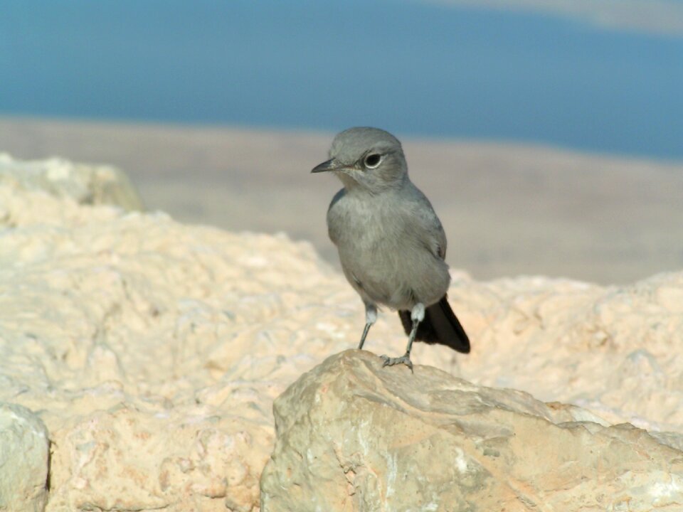 Bird outdoors wild world