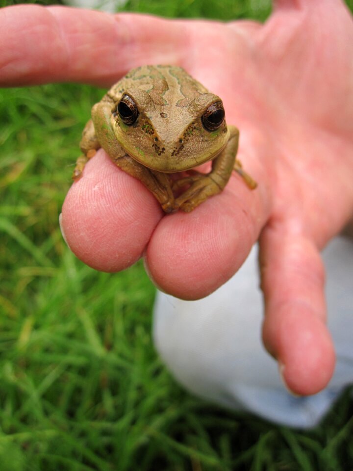 Frog wildlife hand