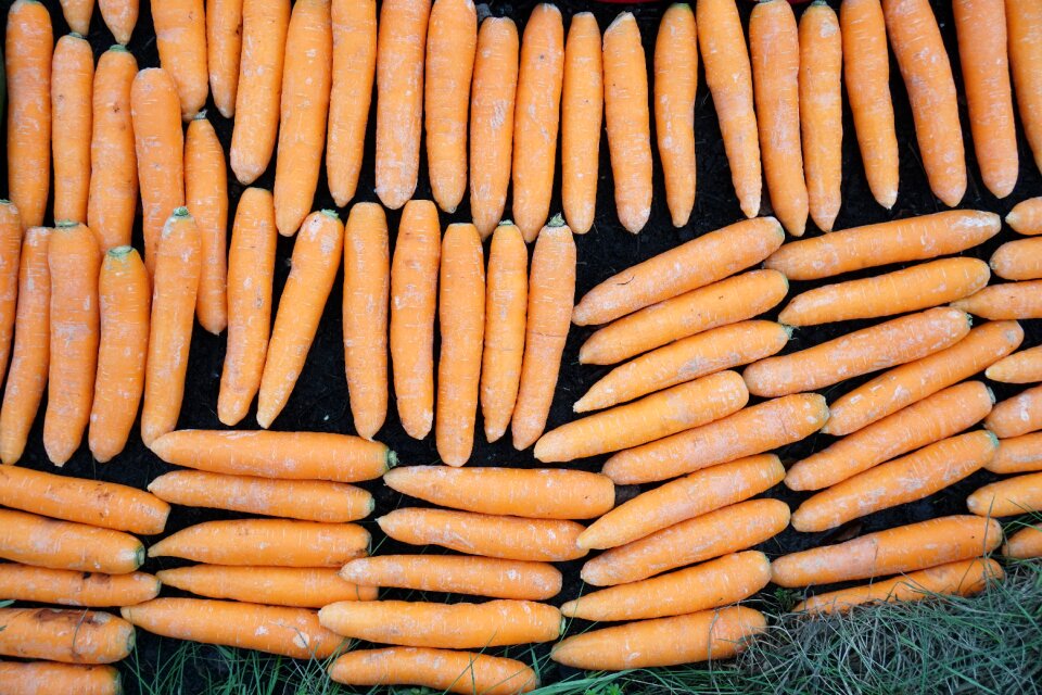 Vegetables grow healthy