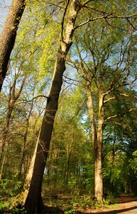 Forest light tree