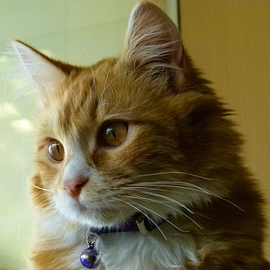 Cat feline facial