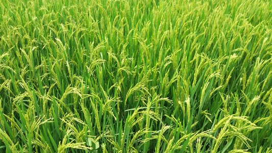 Farm agriculture