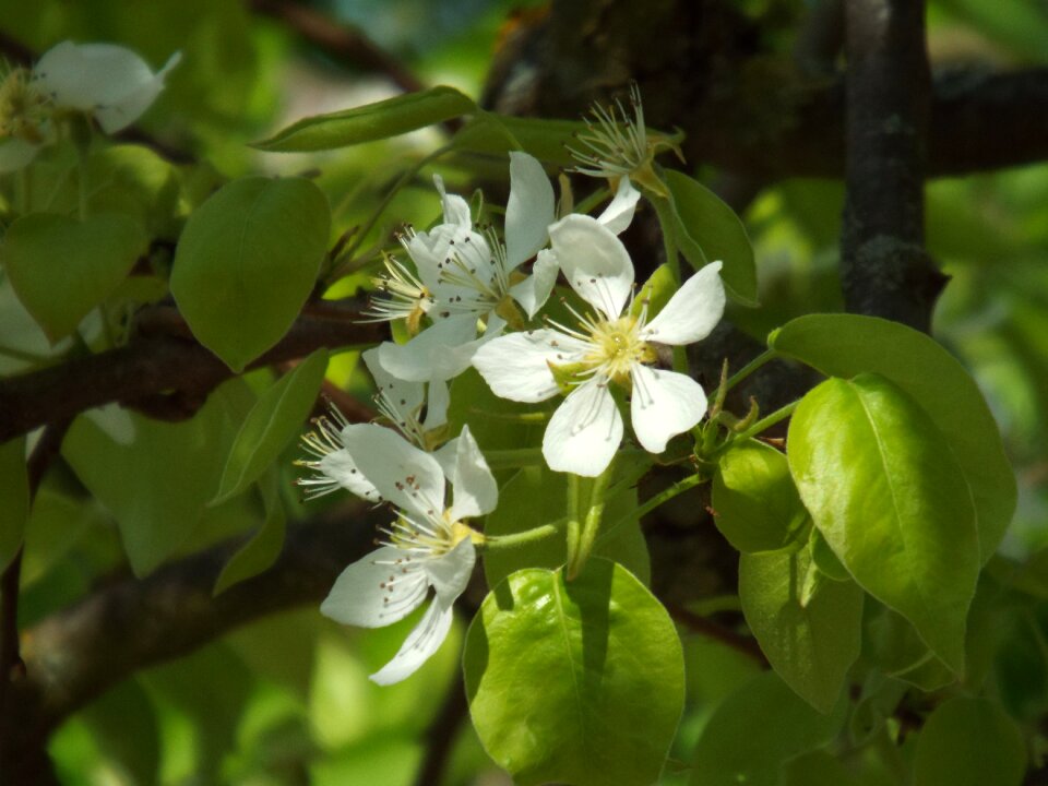 Tree leaf floral