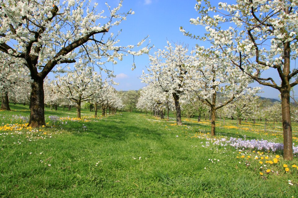 Landscape nature tree