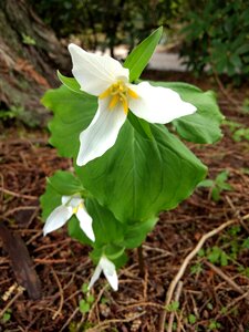 Leaf petal trillium