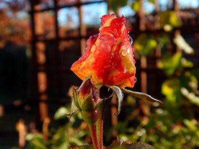 Leaf flora rose photo