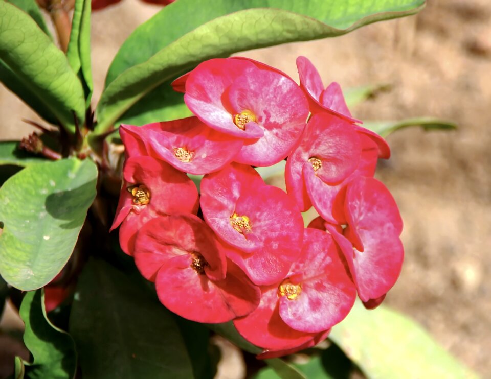 Flower fleir pink thorns