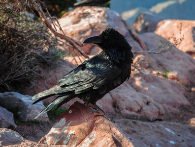 Outdoors animalia crow photo