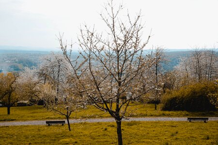 Season wood grass photo