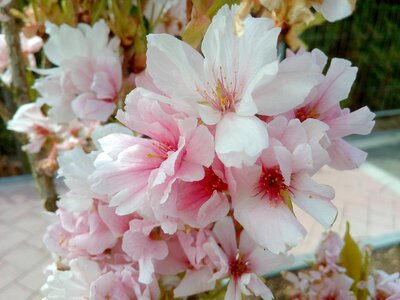 Garden flowers cherry blossom photo