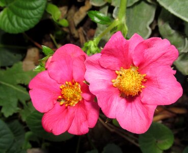 Nature plant garden