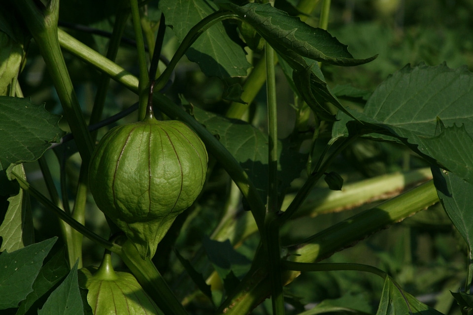 Garden mexican harvest
