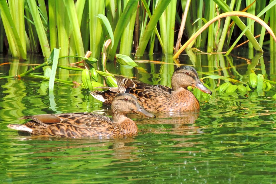 Animal bird pond