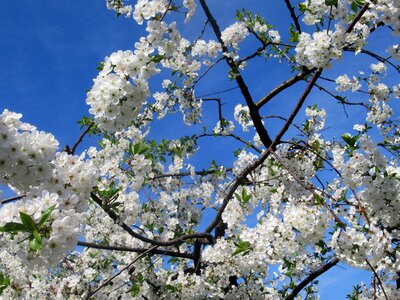 Wood flower branch