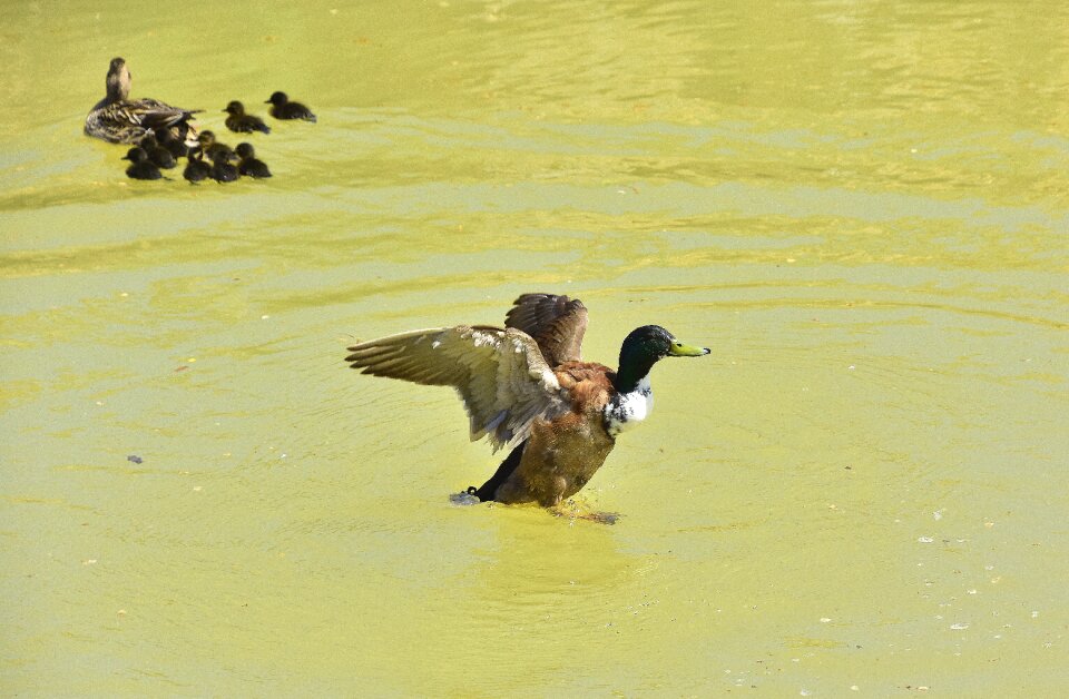 Body of water wild life nature