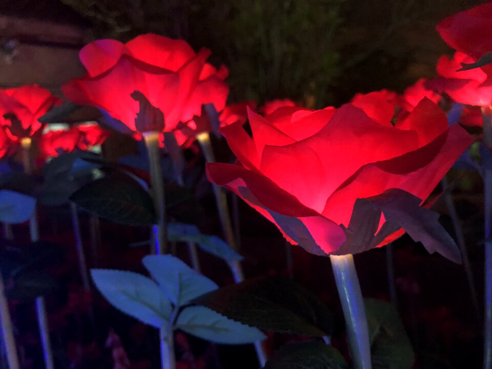 Nature plant rose